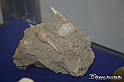 VBS_9149 - Museo Paleontologico - Asti